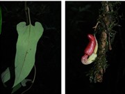 Phát hiện hai loài thực vật mới tại vùng núi Pu Tả Lèng, tỉnh Lai Châu